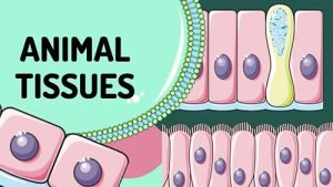 animal-tissue